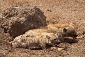 Maasai, Mikumi NP & Chizua Falls 3 dage fra Dar es salaam
