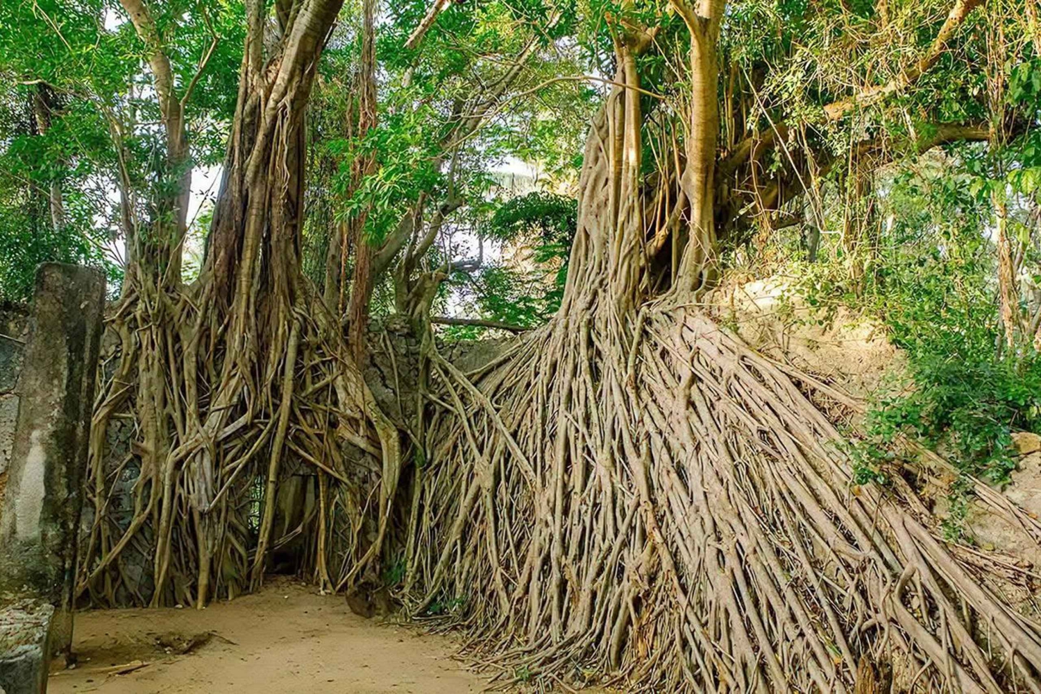 マフィア島：チョレ島ツアー（砂州ランチ付き）