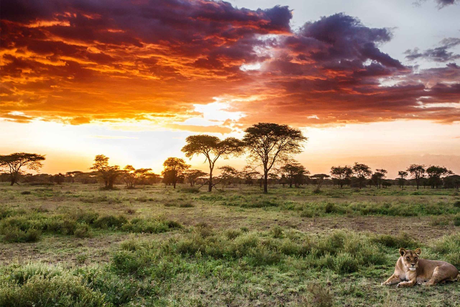Mikumi og Nyerere nasjonalparker 4-dagers safari