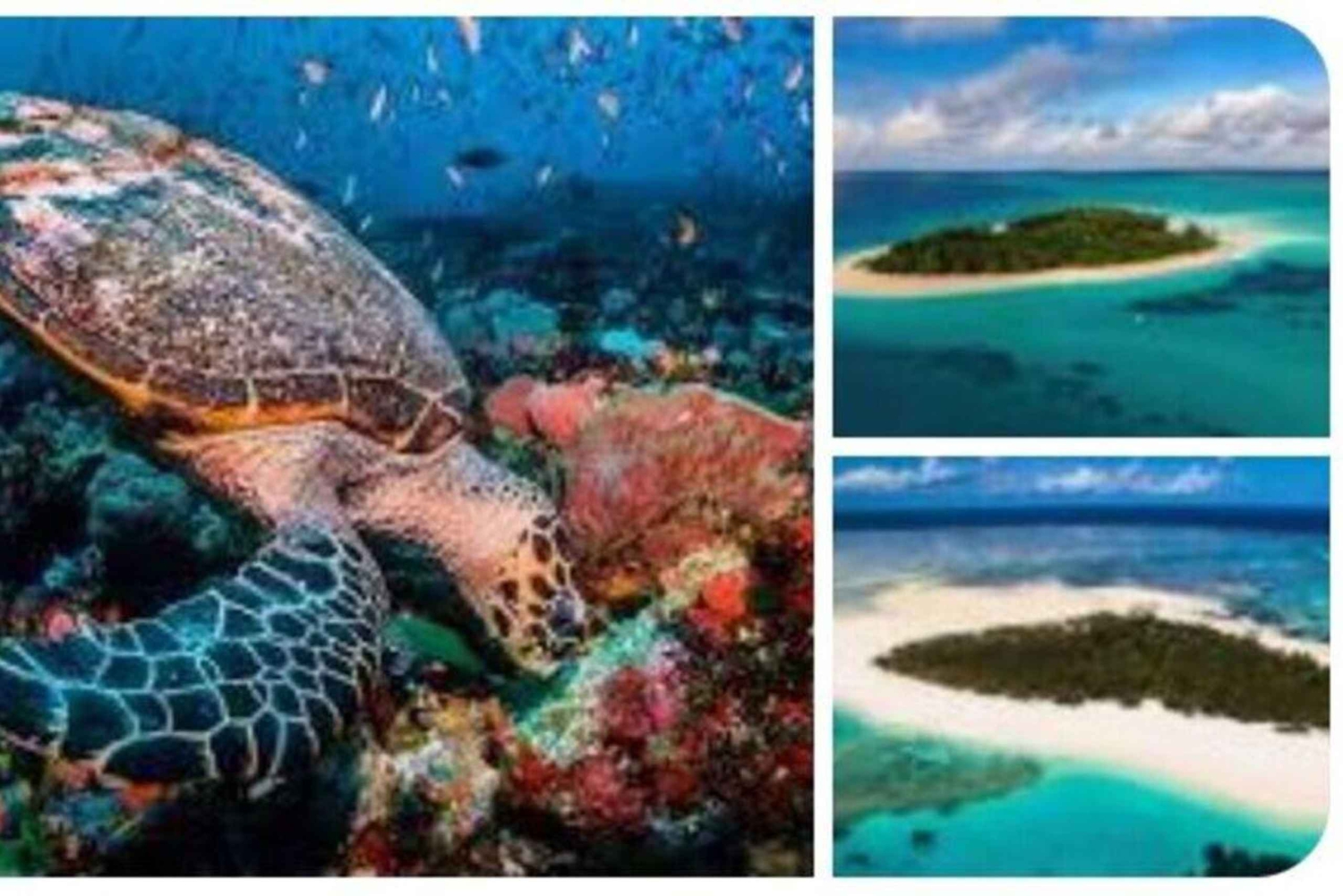 Delfines y tortugas marinas en Mnemba con almuerzo en The Rock