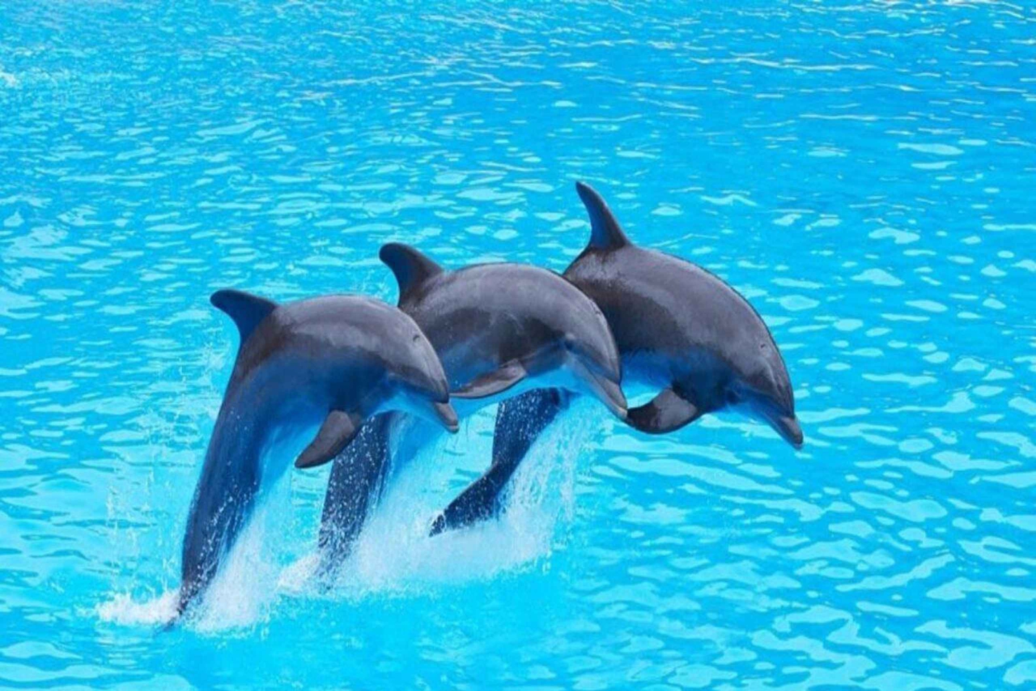 Mnemba Island: Delfinsafari og snorkling båttur