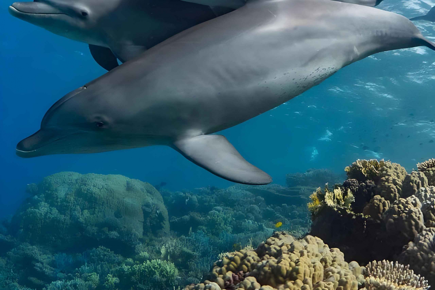 Wyspa Mnemba: nurkowanie i pływanie z delfinami