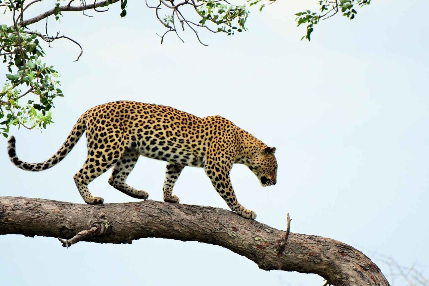 Morogoro: 3-dagars safari i Ruaha National Park med boende