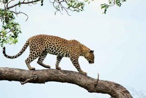 Morogoro: 3-dagars safari i Ruaha National Park med boende