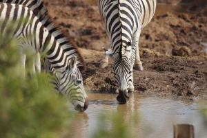 Morogoro: 3-dagars safari i Ruaha National Park med boende
