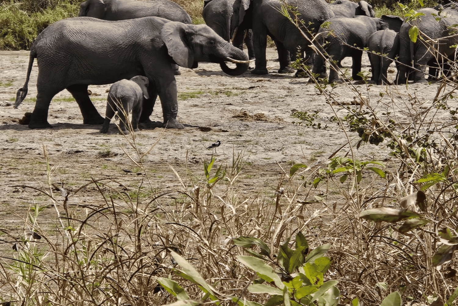 Moshi: 9-dages safari til Serengeti, Ngorongoro og Tarangire