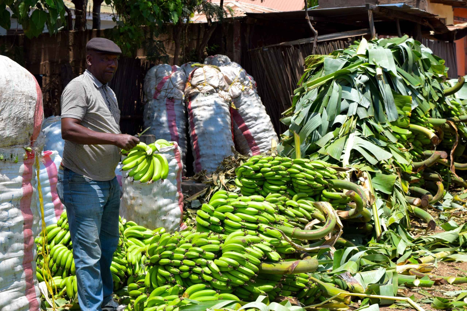 Arusha: Landsbytur i Mto wa Mbu, fossefall og Maasai Boma
