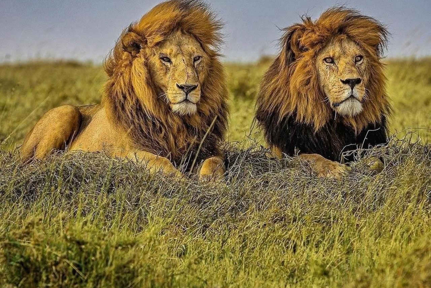 Escursione di un giorno al cratere di Ngorongoro con pranzo al sacco