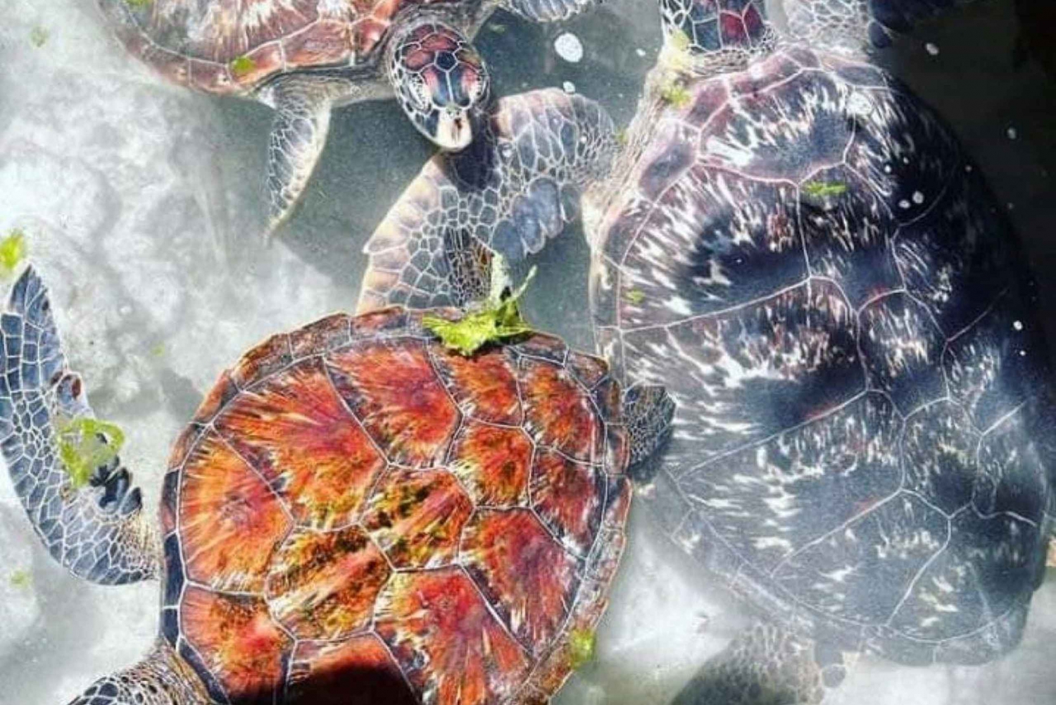 Zanzibar : Nagez avec les tortues à Nungwi