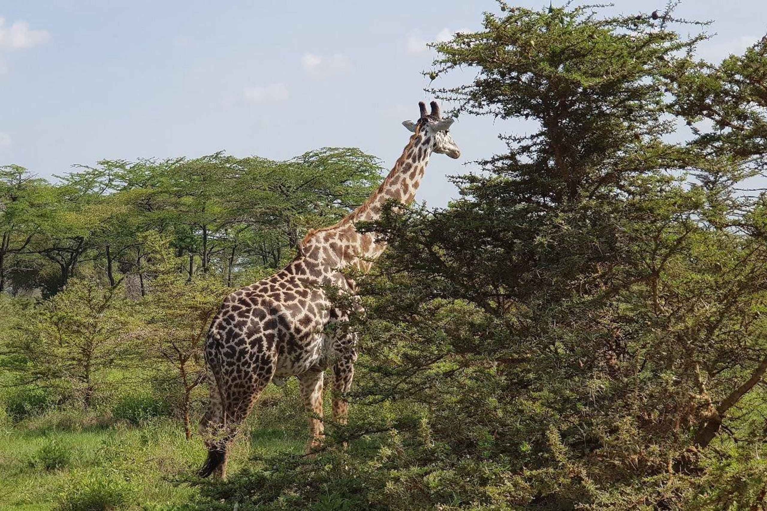 Parque Nacional de Nyerere: 4 días/3 noches de safari y pesca