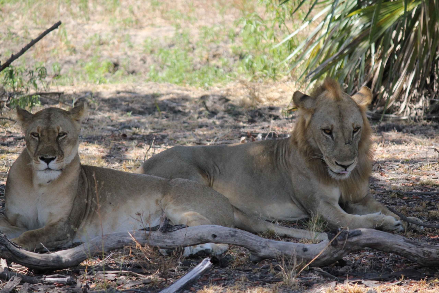 Nyerere National Park Tour