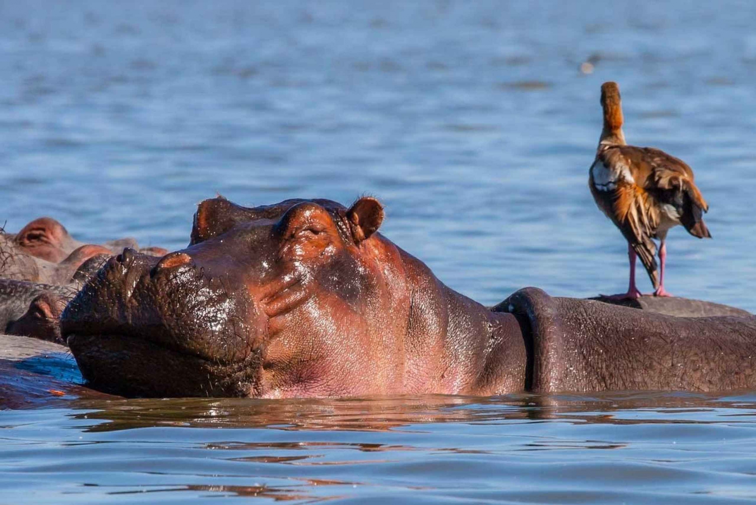 2 giorni ad Amboseli con Landcruiser 4x4 (camera economica o di lusso)