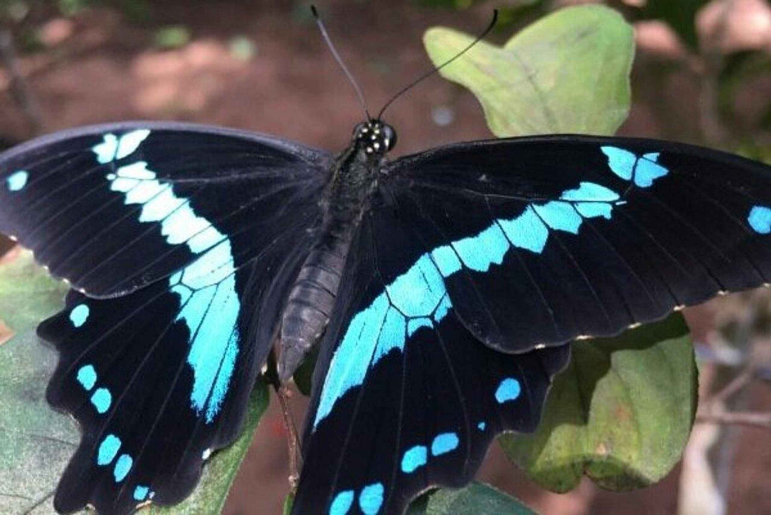 Zanzibar: Starfish, Snorkeling & Blue Lagoon Adventure