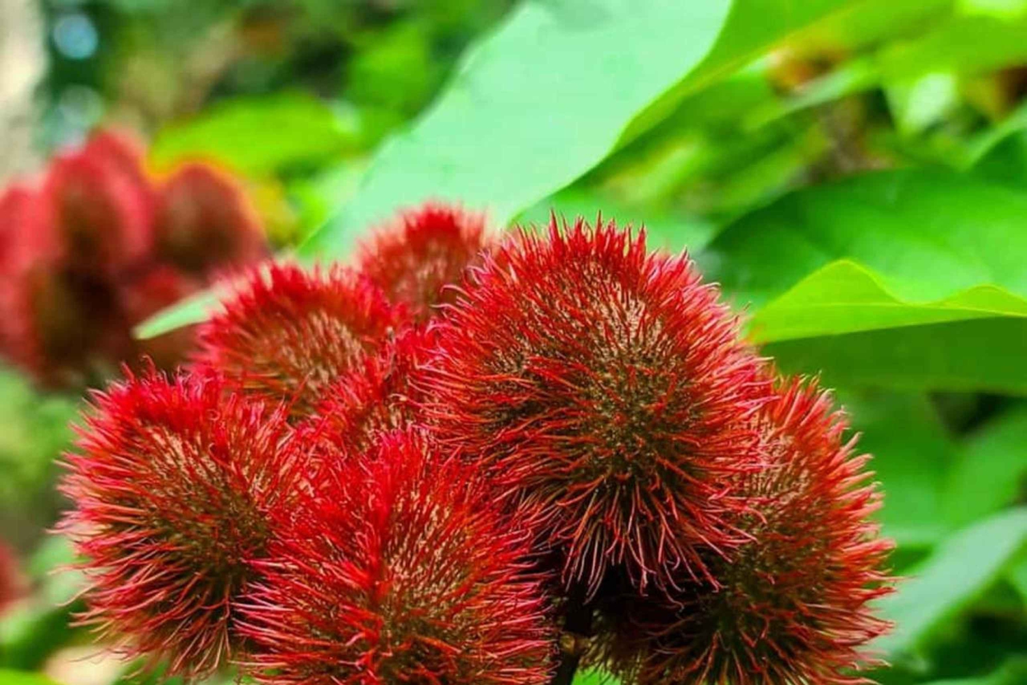 Wyspa Pemba: Chake Chake i wycieczka po farmie przypraw