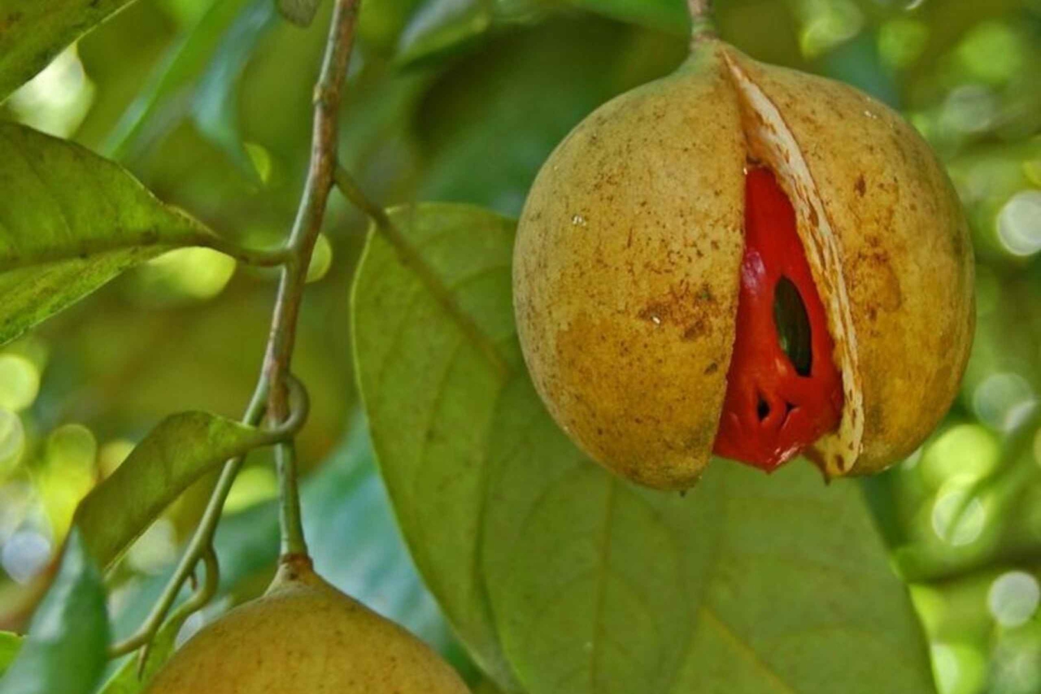 Zanzibar: scopri la foresta di Jozani, la grotta di Salaam e il ristorante The Rock