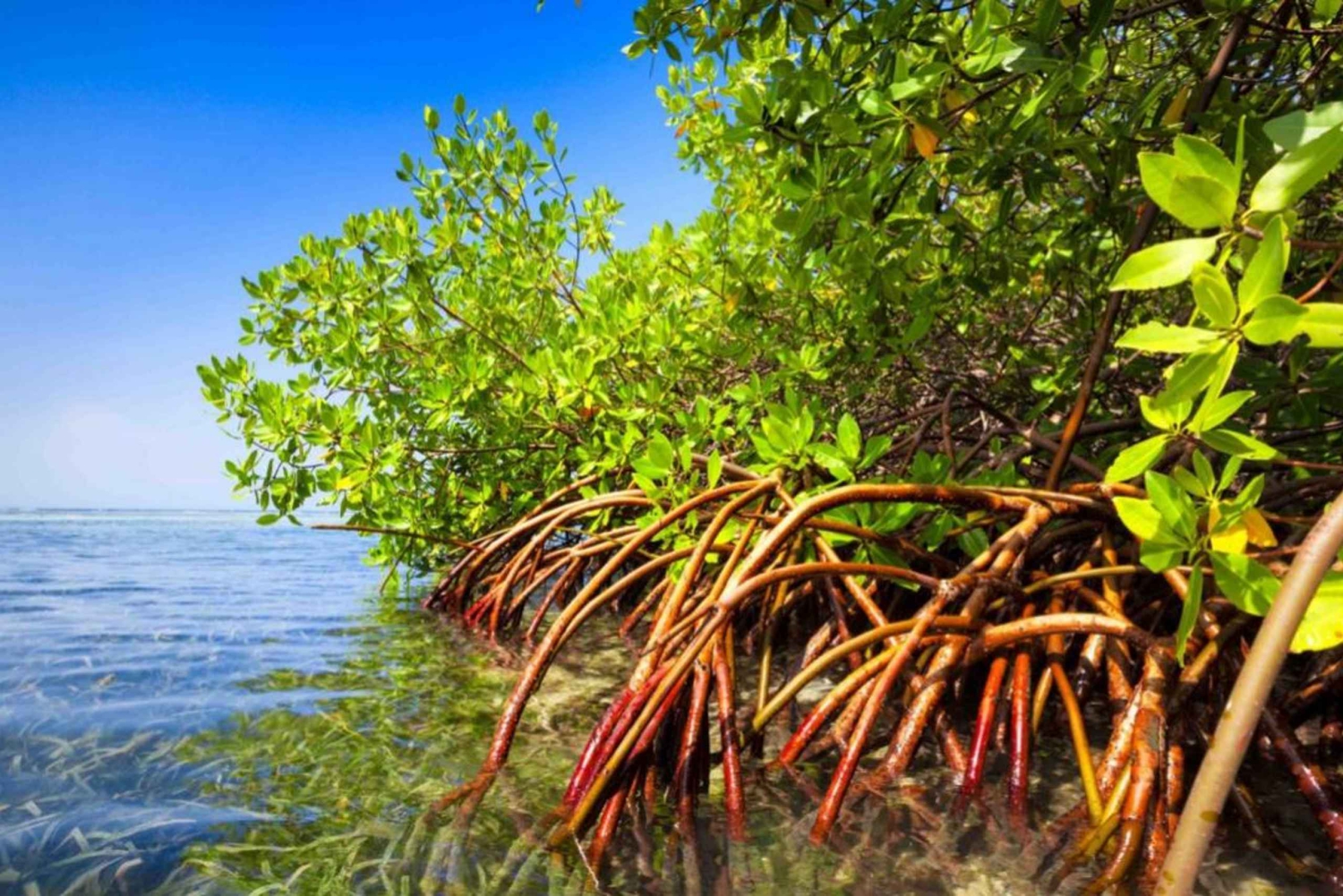 Zanzibar: Blå lagune, søstjerner, ridning og The Rock