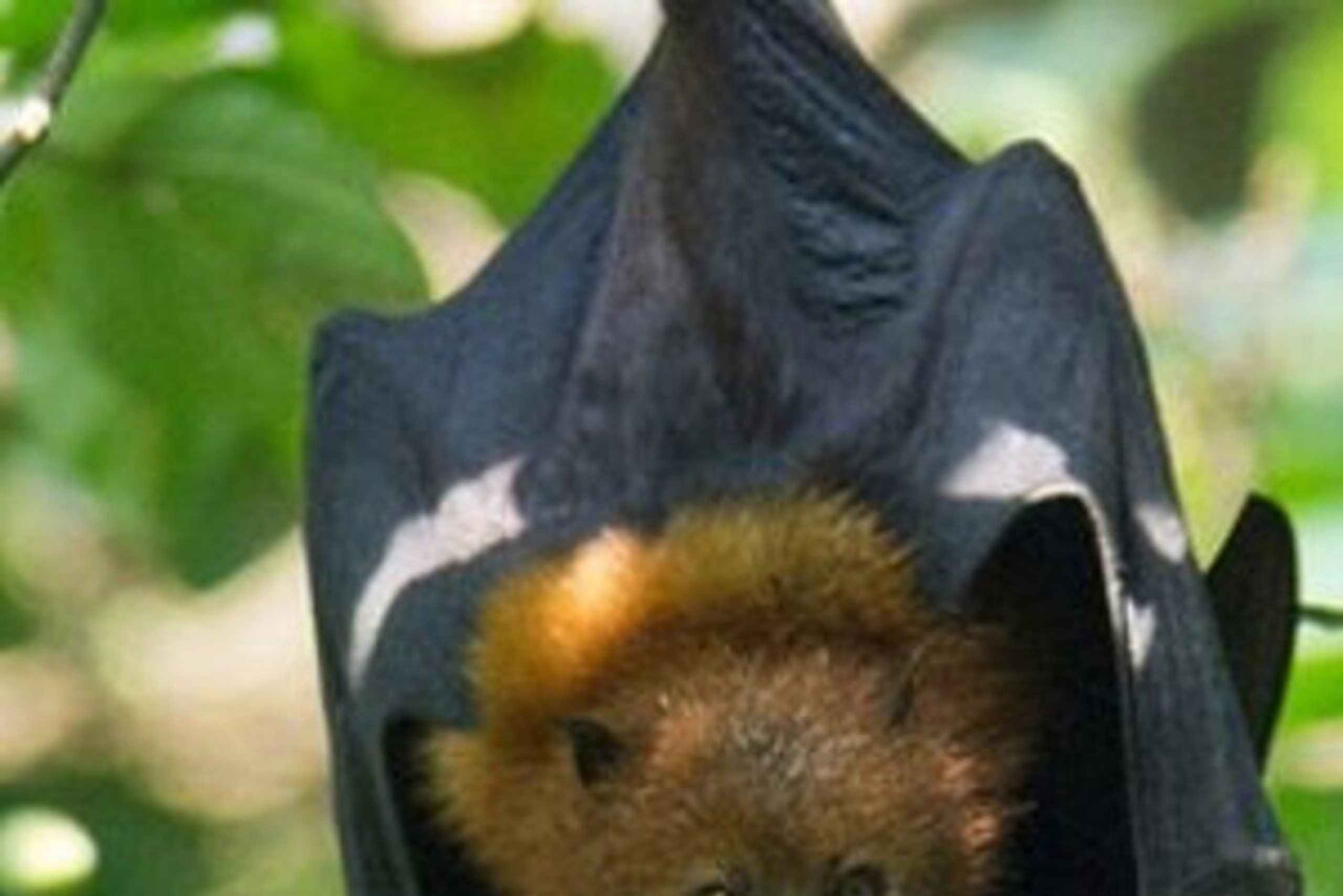 Zanzibar: nurkowanie i żeglowanie przy rafie Kiwengwa