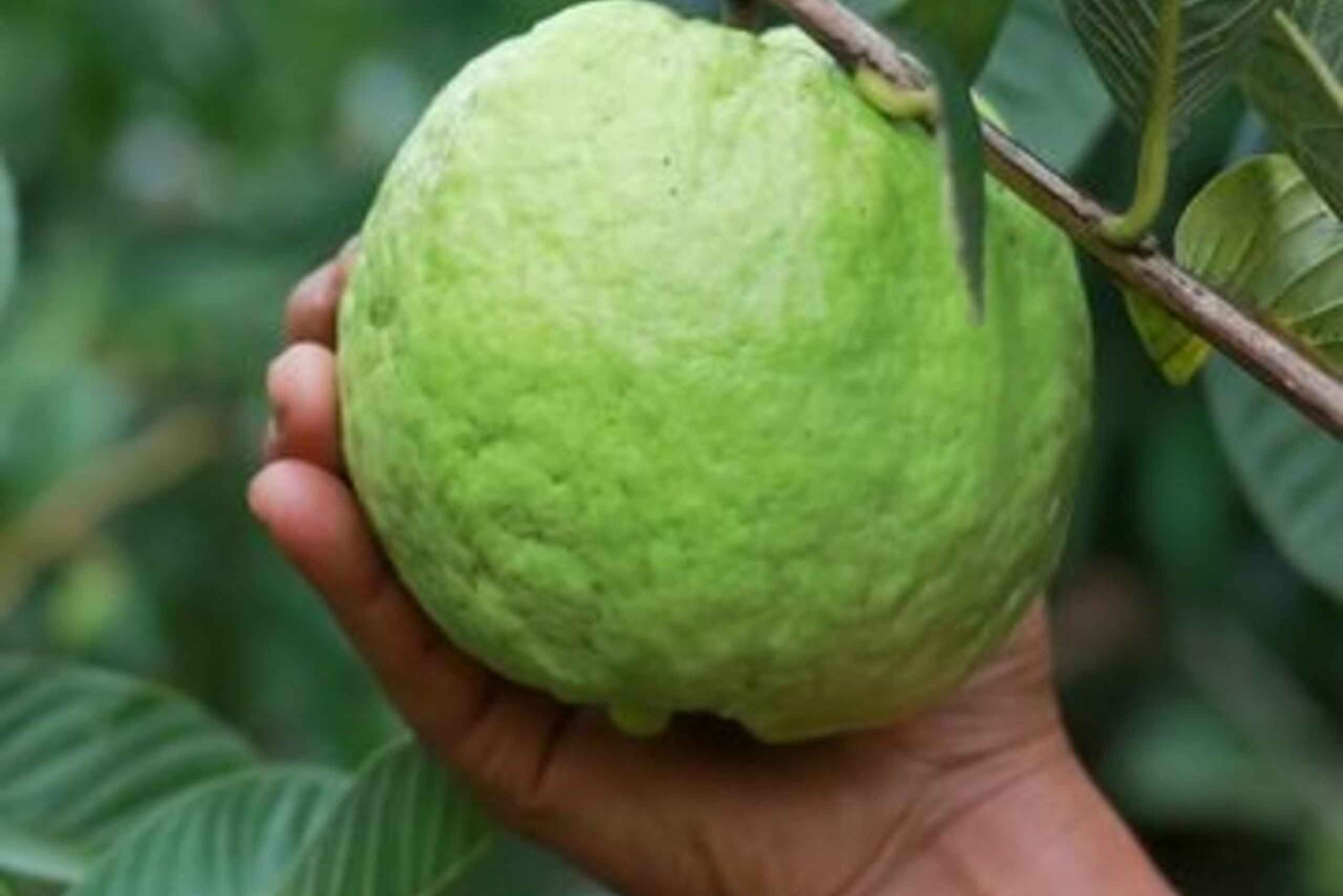 Wyspa Pemba: wycieczka po farmie przypraw i ruinach Mnarani