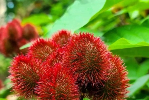 Pemba Island: Kryddodling och Vumawimbi Beach Tour