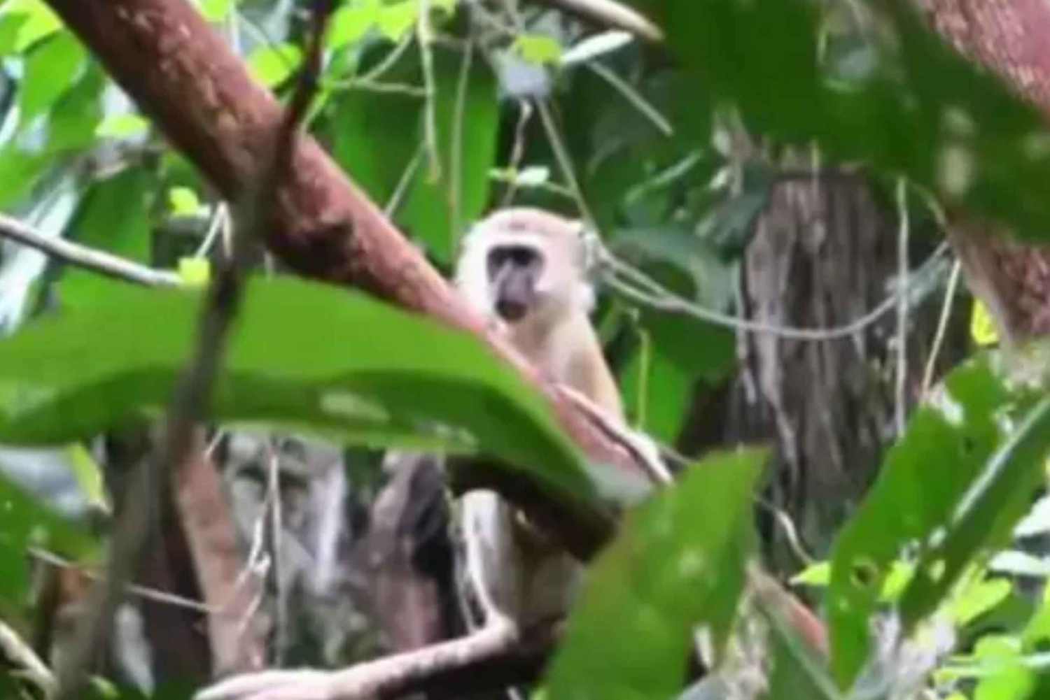 ザンジバル：ジョザニ森林、スパイス農場、プリズン・アイランド