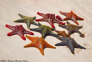 Pemba: Wycieczka z gwiazdami morskimi