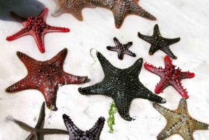 Pemba: Wycieczka z gwiazdami morskimi