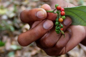 Pemba: Tumbe Village Tour mit Besuch einer Gewürzfarm