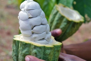 Pemba: Tumbe Village Tour mit Besuch einer Gewürzfarm