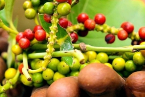 Pemba: Tumbe Village Tour mit Besuch einer Gewürzfarm