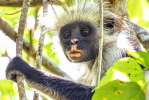 Prison Island, Spice Farm Tour, kulinarisk tur med lunsj
