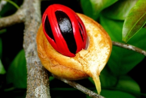 Prison Island, Spice Farm Tour, kulinarisk tur med lunsj