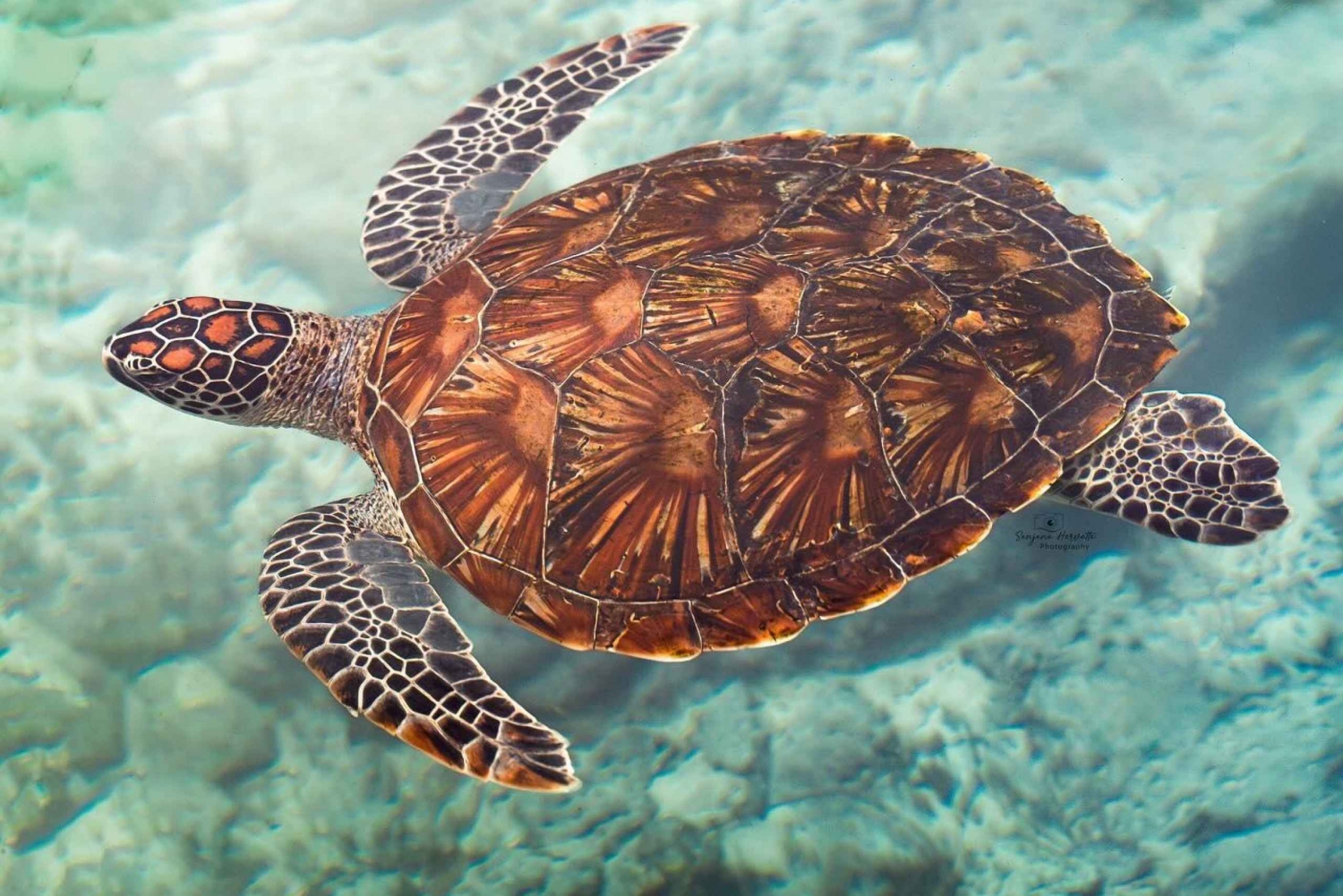 Zanzibar: Svømming med havskilpadder i Salam Cave i Kizimkazi Village