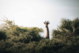 Серенгети: 4-дневный сафари с перелетом и выездом на автомобиле