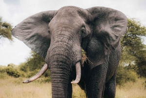 Серенгети: 4-дневный сафари с перелетом и выездом на автомобиле