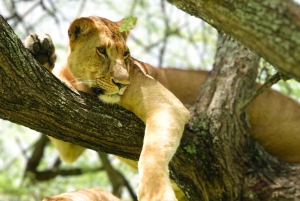 Серенгети: 4-дневный сафари с перелетом и выездом на автомобиле