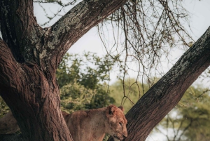 Серенгети: 4-дневный сафари с перелетом и выездом на автомобиле