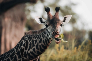 Серенгети: 4-дневный сафари с перелетом и выездом на автомобиле
