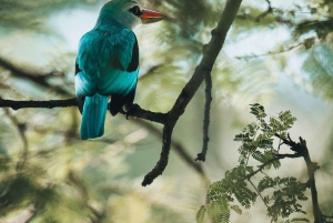 Серенгети: 4-дневный сафари с перелетом и выездом на автомобиле