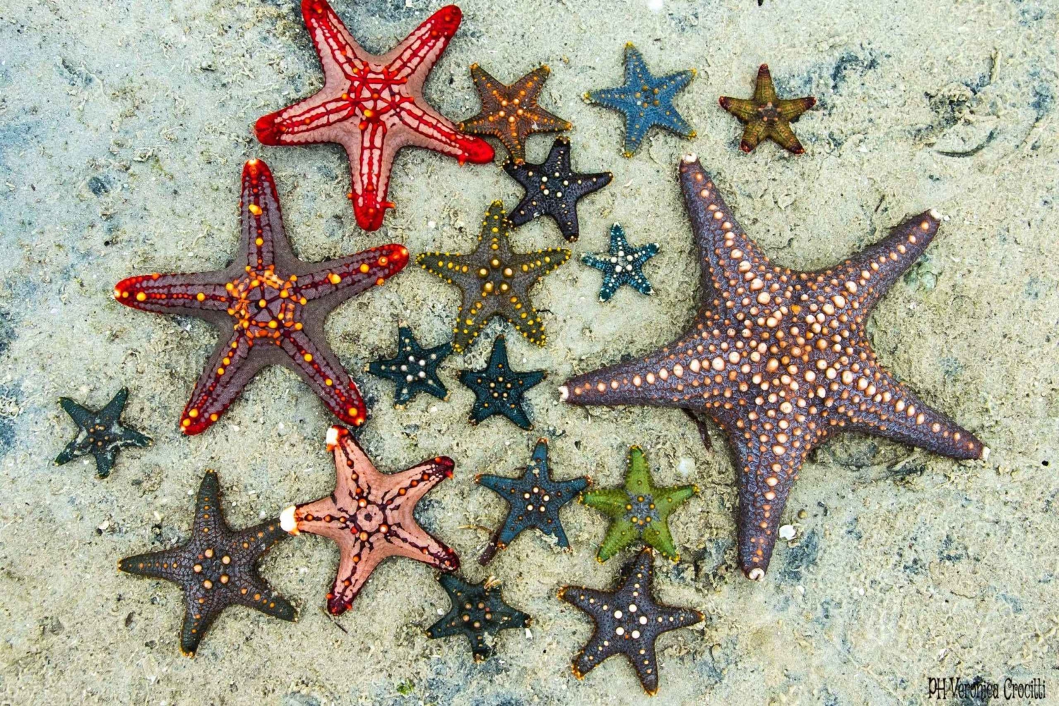 Snorkling, frokost på The Rock, Paje Beach, Mnemba Island