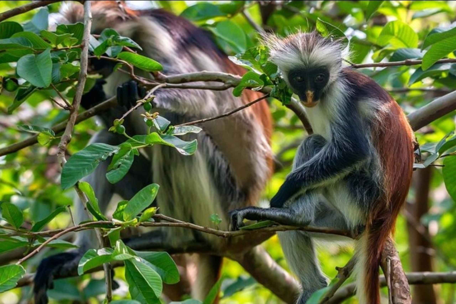 ザンジバル：ジョザニの森、ムユニ村、ムテンデビーチをご訪問ください
