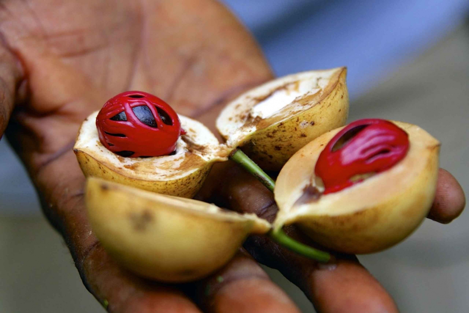 Spice Tour i Jozani Forest