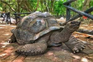 Zanzibar: Kryddtur och Stone Town-tur