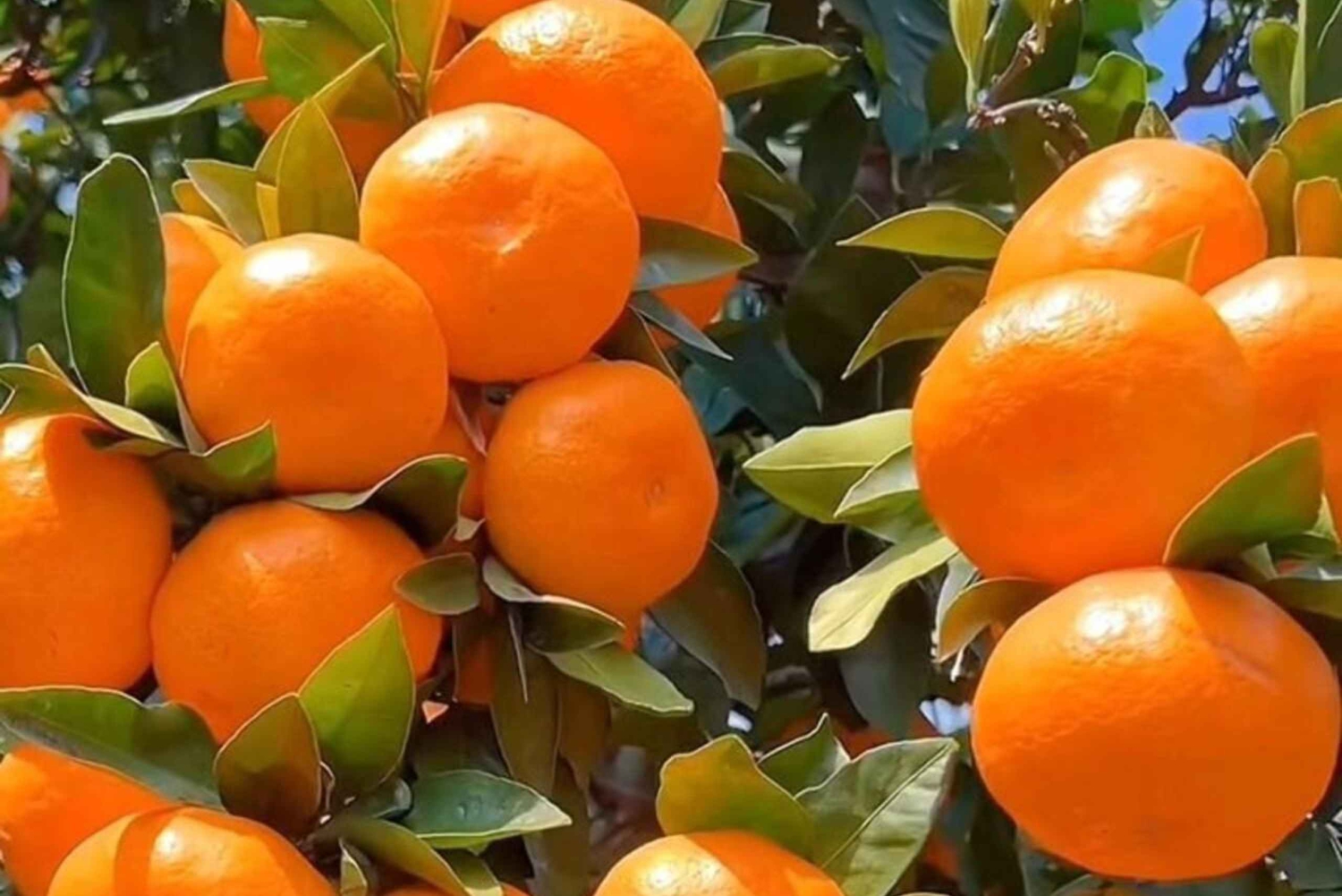 Zanzibar: farma przypraw, Wyspa Więzienna i nocny targ w Kamiennym Mieście