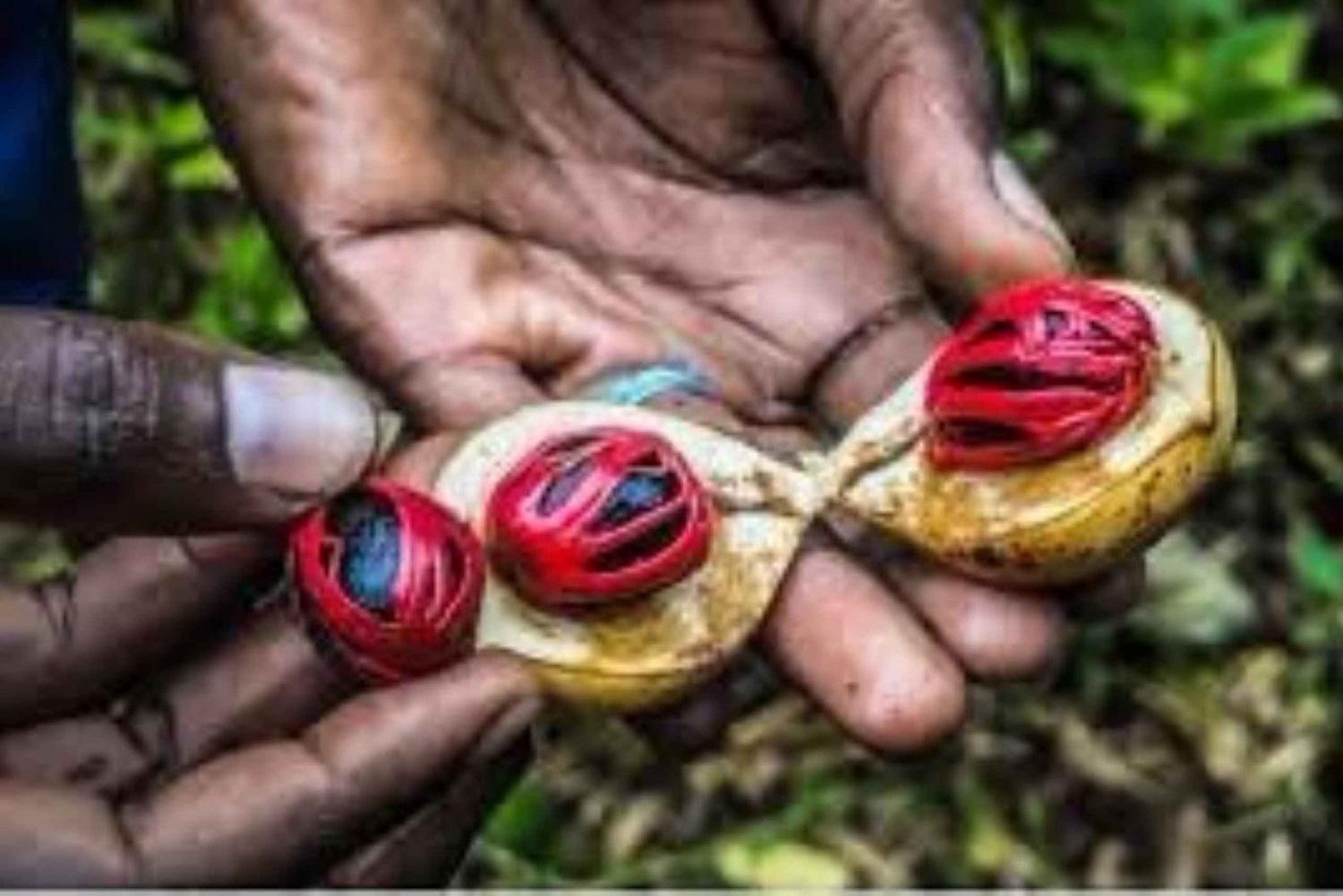Zanzibar: tour delle spezie + tour a piedi di Stone Town
