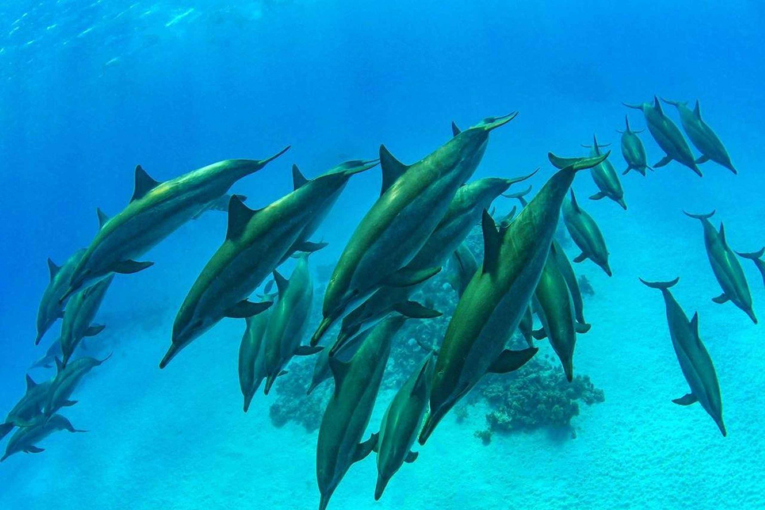Simma med havssköldpaddor, Kuza Cave, Paje Beach, The Rock Lunch