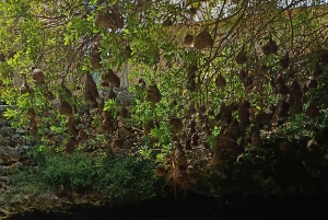 Zwemmen met schildpadden bij The Lagoons Zanzibar in Nungwi