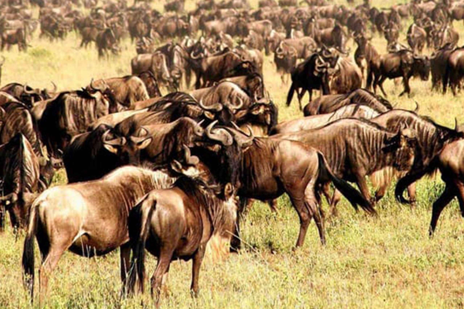 Beste 1-daagse Ngorongoro-krater safari in Tanzania