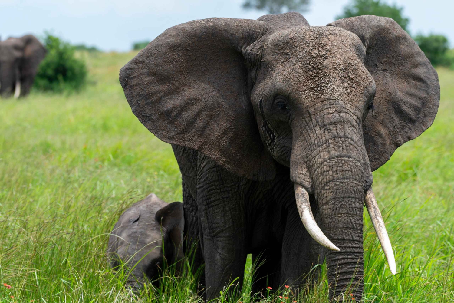 Tansania: 10 päivän safari, kulttuuri ja Zanzibar-kiertue