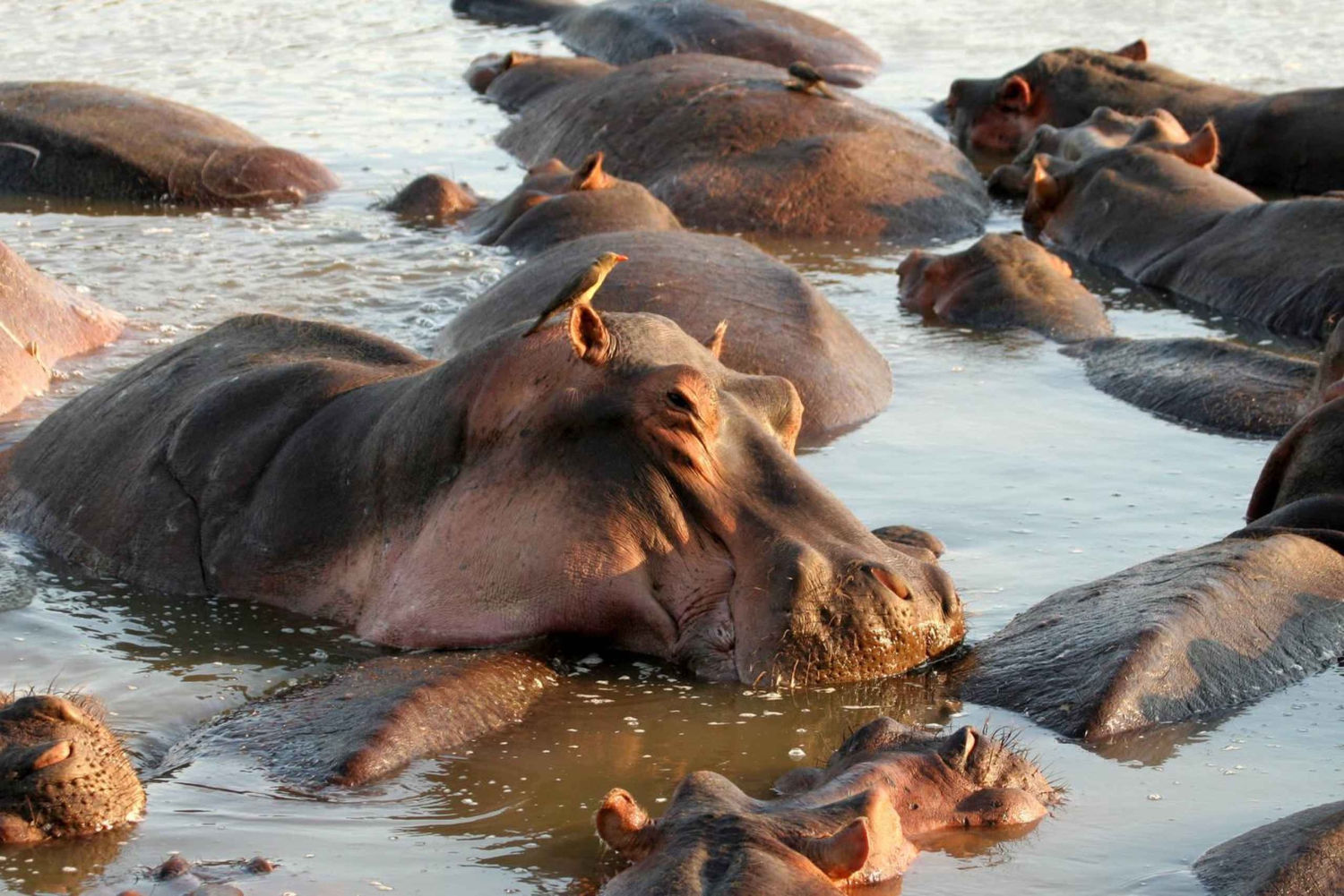 Tanzania: 3-Day Safari to Tarangire and Ngorongoro