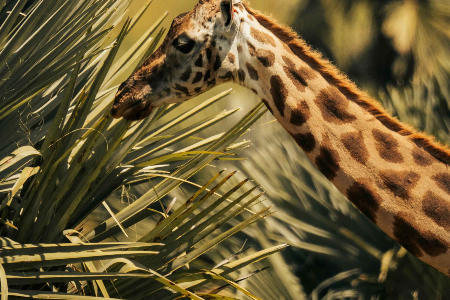 Tanzania: 4-dniowe safari do Tarangire, Serengeti i nie tylko